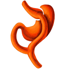 Illustration of stomach anatomy related to surgery