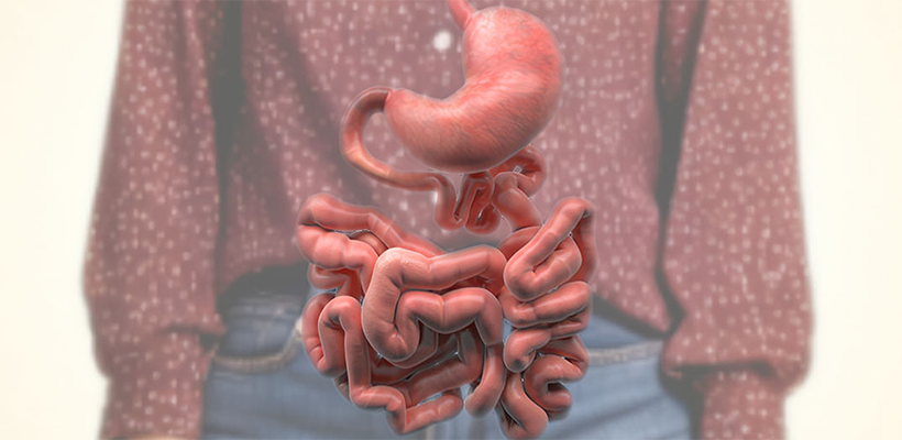 Illustration of digestive system anatomy