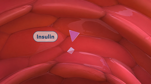 Illustration of insulin activity and distribution in the bloodstream