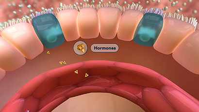 Illustration of intestinal cells releasing hormones in response to nutrients
