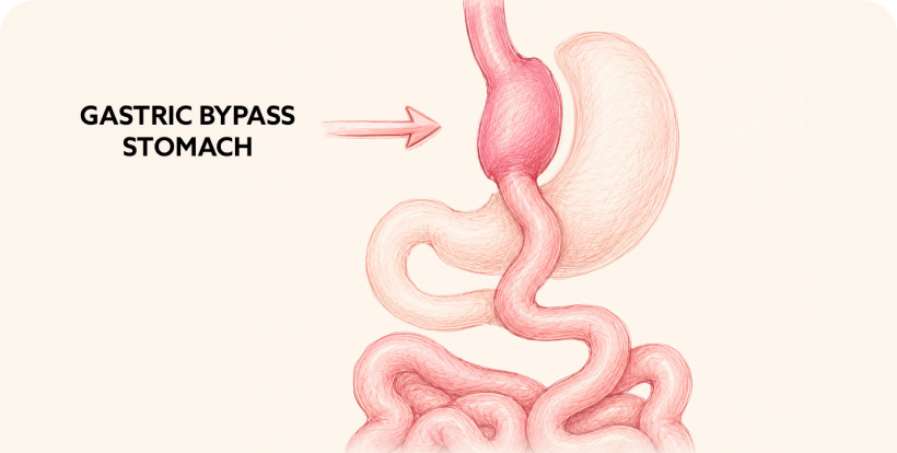 Illustration of digestive anatomy and internal body structures