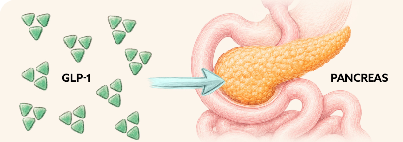 Illustration representing internal body communication and signaling processes
