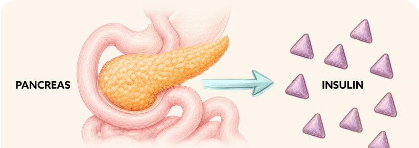 Illustration representing internal body regulation processes