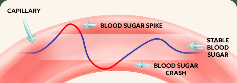 Illustration representing internal body response and regulation processes